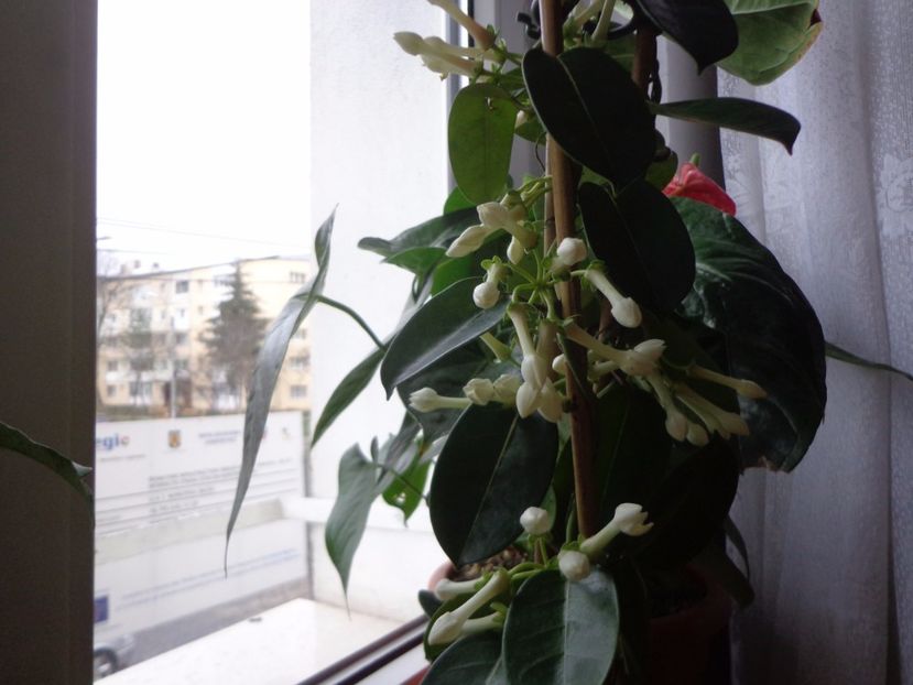 Calde multumiri! - Argumente