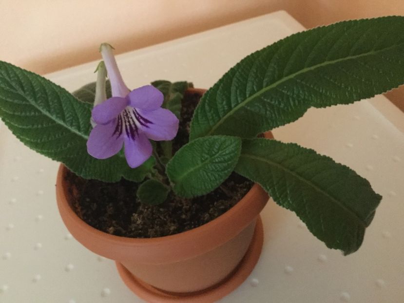  - Streptocarpusi 2017