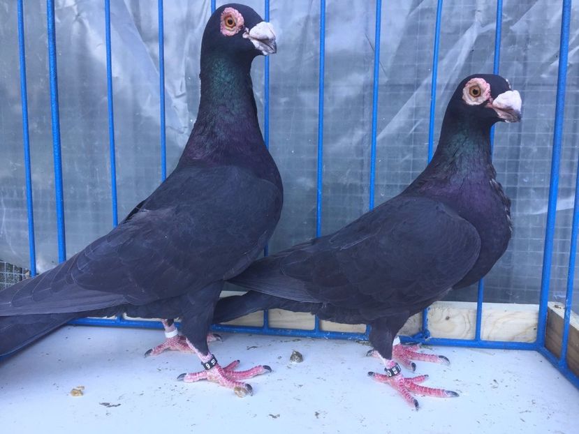 p3 - carunculat de oradea