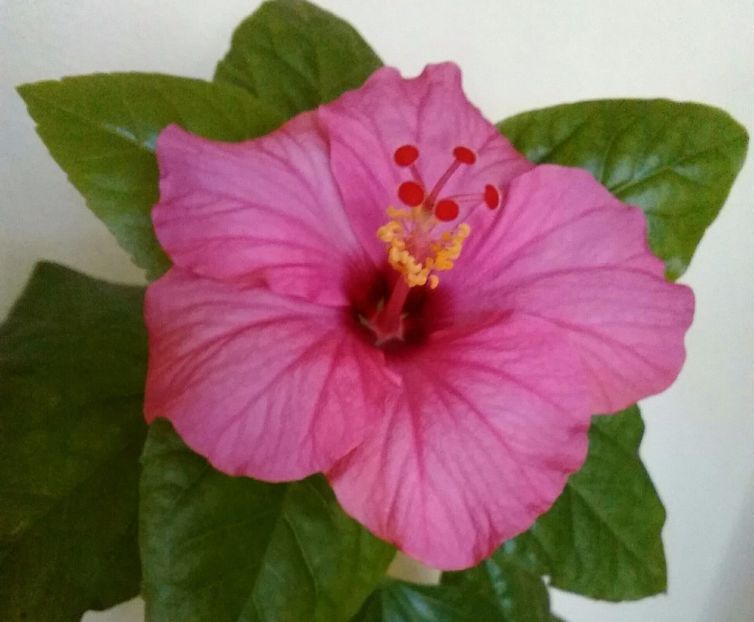  - Hibiscus Sunny venetie