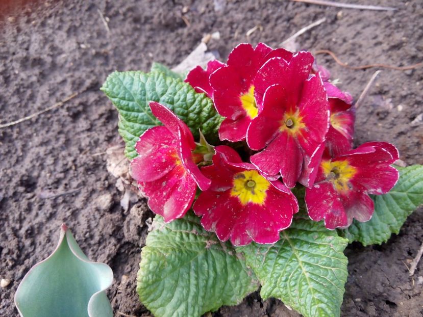 14.03 - gradina 2017