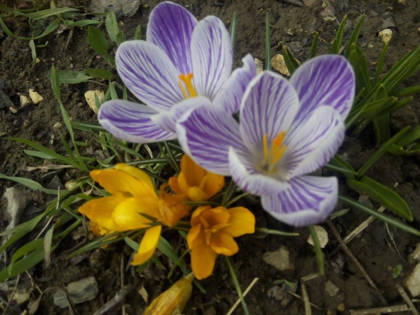 14.03 - gradina 2017