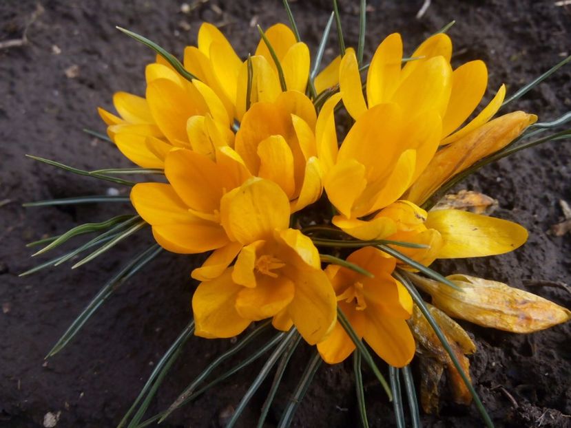 14.03 - gradina 2017