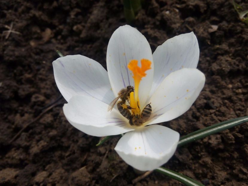 14.03 - gradina 2017