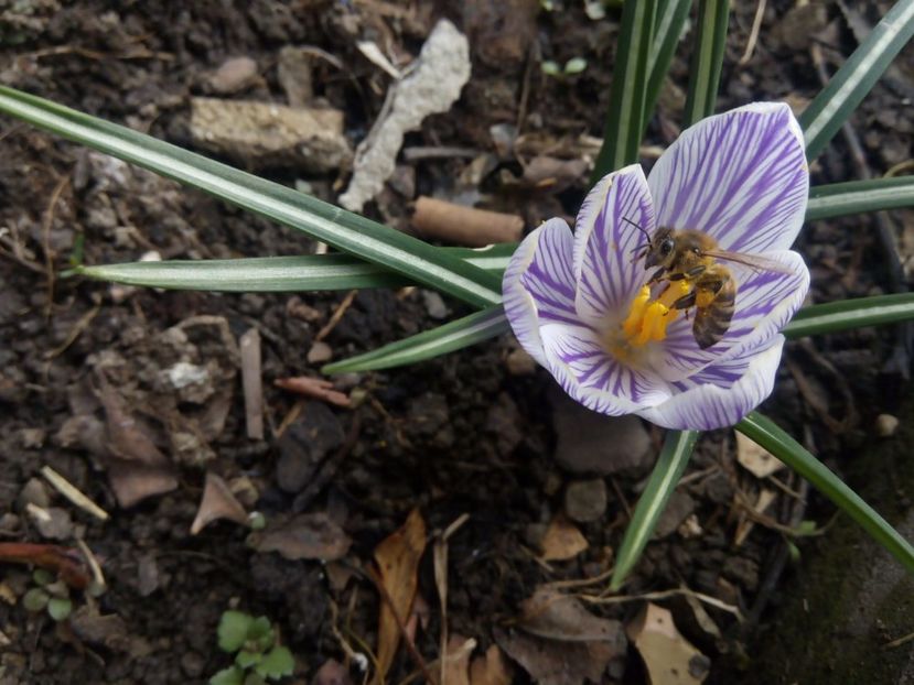 14.03 - gradina 2017