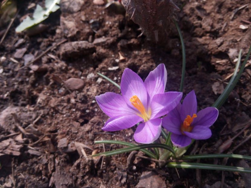 14.03 - gradina 2017