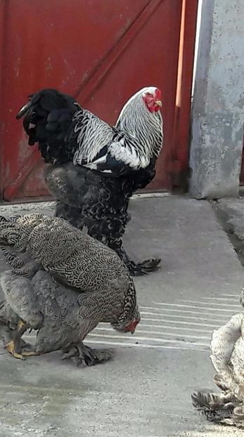 Romania - BRAHMA CLUB ROMANIA Facebook