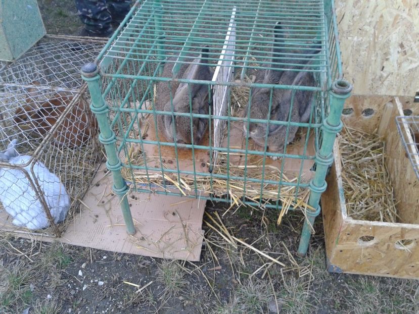 Fotografie0105 - 19 --- targ monor 12 03 2017