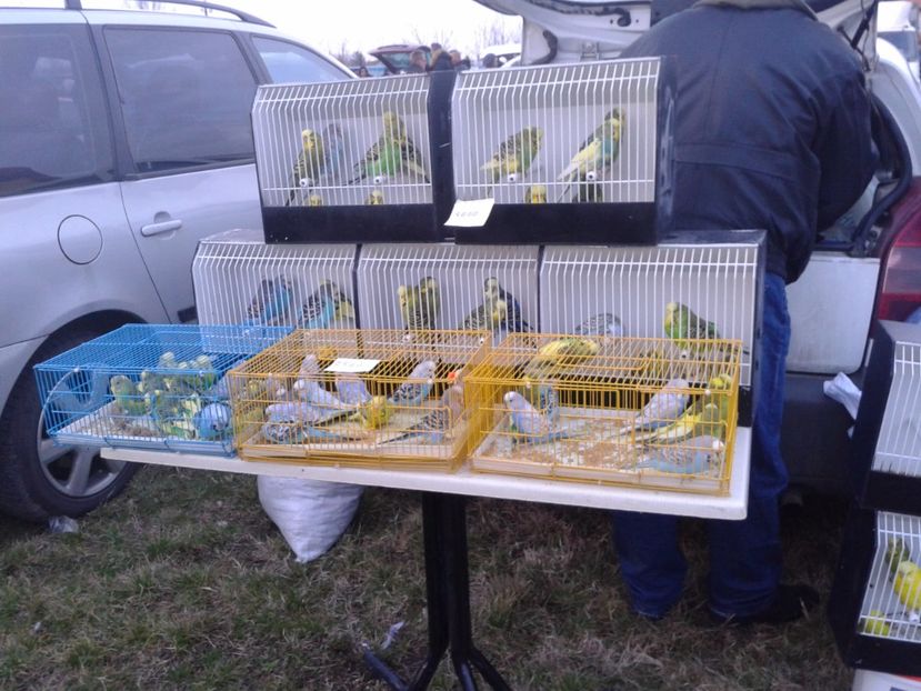 Fotografie0109 - 19 --- targ monor 12 03 2017