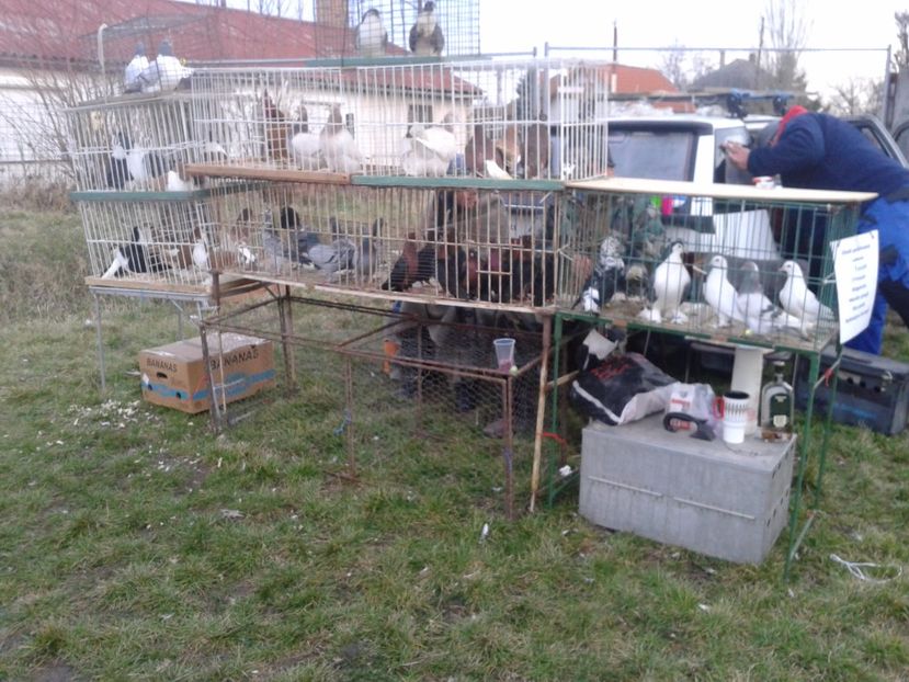 Fotografie0111 - 19 --- targ monor 12 03 2017