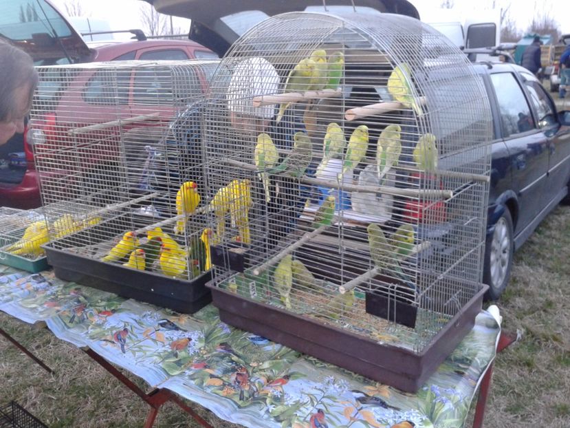 Fotografie0112 - 19 --- targ monor 12 03 2017