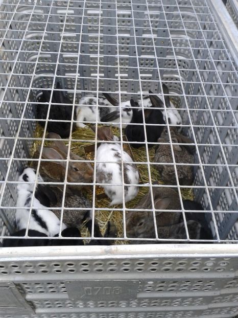 Fotografie0115 - 19 --- targ monor 12 03 2017