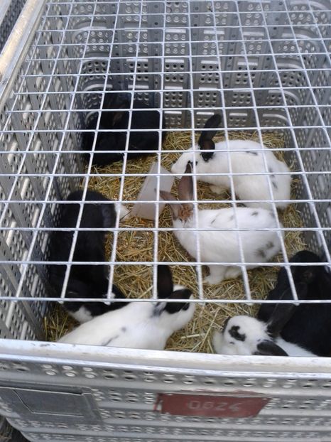 Fotografie0116 - 19 --- targ monor 12 03 2017