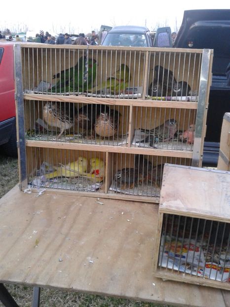 Fotografie0118 - 19 --- targ monor 12 03 2017