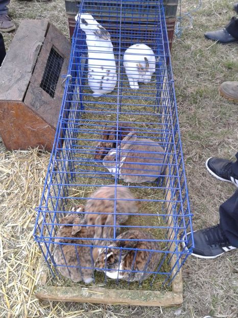 Fotografie0119 - 19 --- targ monor 12 03 2017