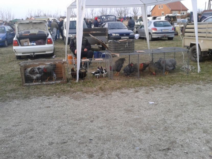 Fotografie0120 - 19 --- targ monor 12 03 2017