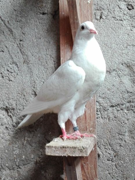 femela metis - 2017_Pui