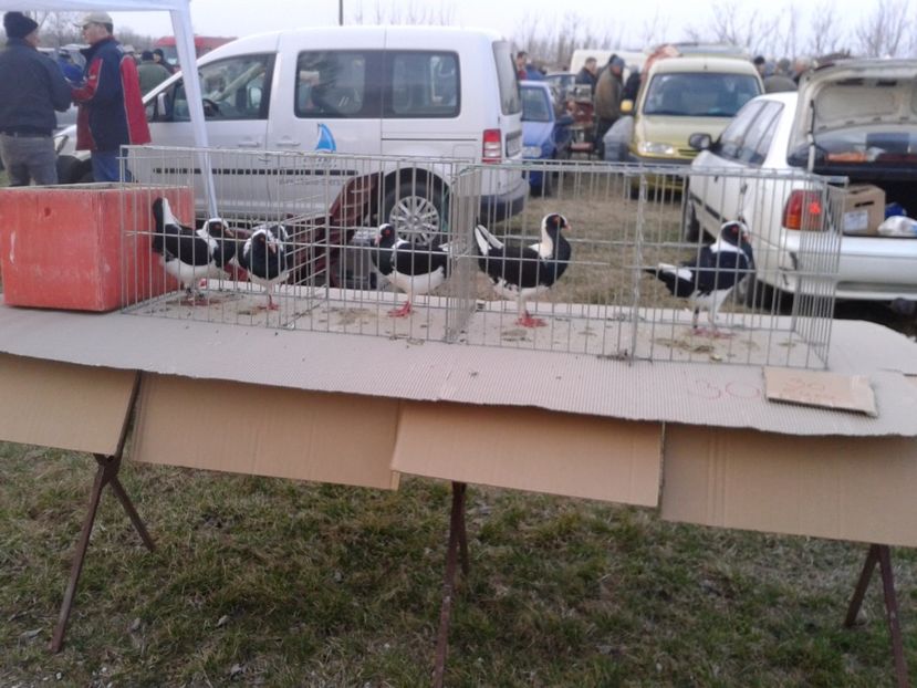 Fotografie0122 - 19 --- targ monor 12 03 2017