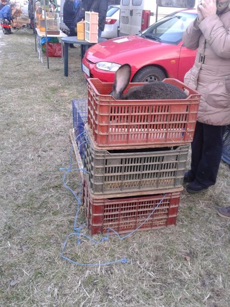 Fotografie0125 - 19 --- targ monor 12 03 2017