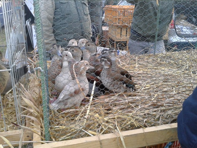 Fotografie0128 - 19 --- targ monor 12 03 2017