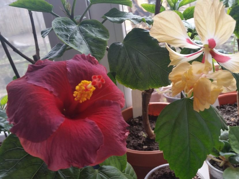  - Hibiscusi 2017