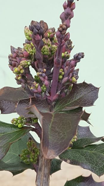  - 2017 Iarasi Primavara