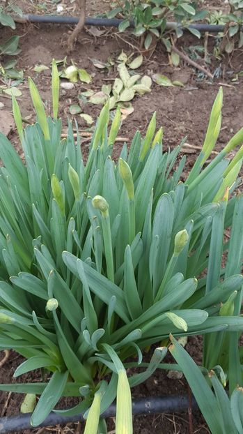  - 2017 Iarasi Primavara