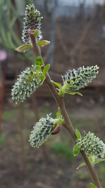  - 2017 Iarasi Primavara