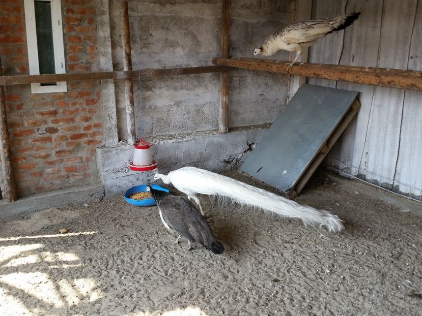  - pauni 3  varietati