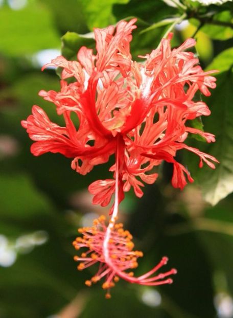 Hibiscus schizopetalus - A - DORINTE FLORI - IASI