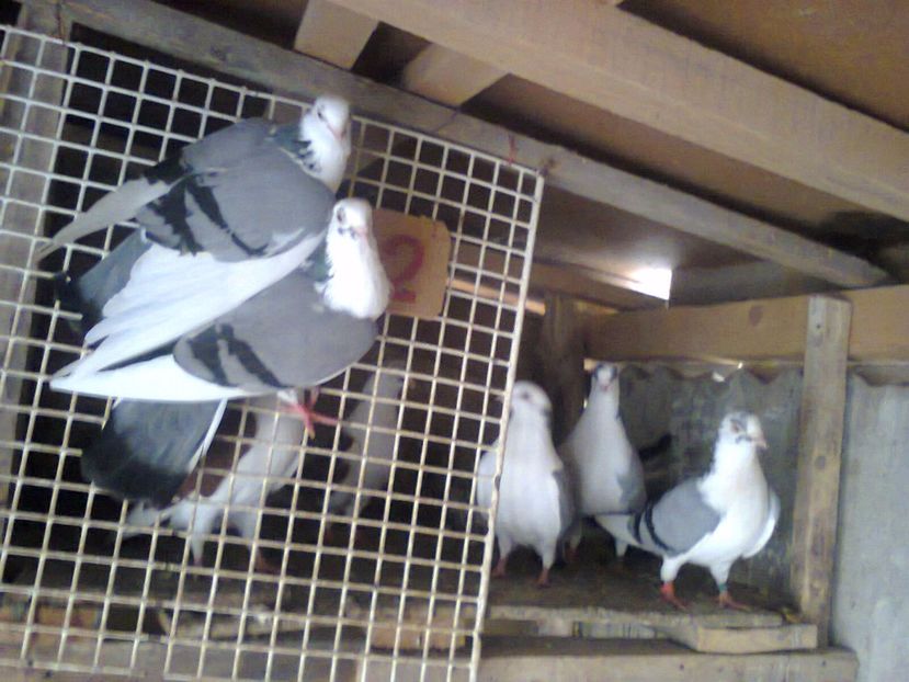 Fotografie7206 - jucatori si cazatori