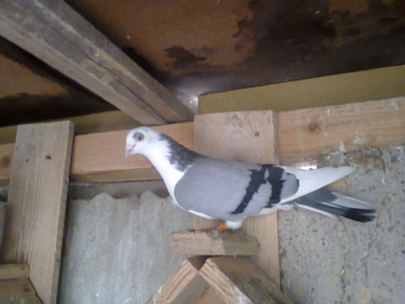 Fotografie7210 - jucatori si cazatori