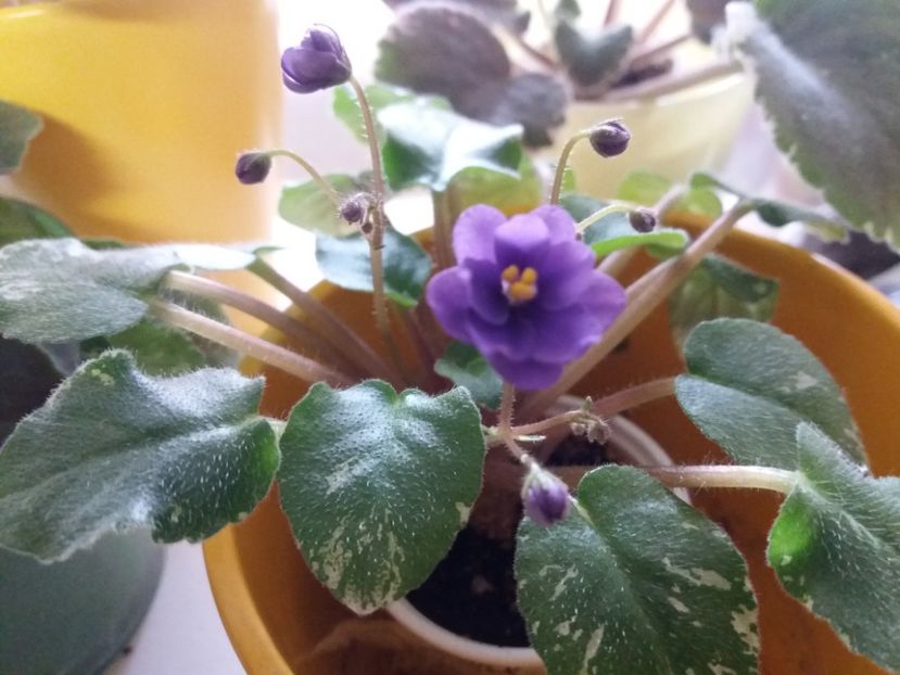 pacific pearl - violete