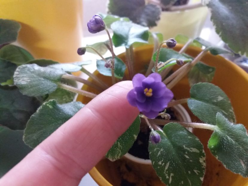 e tare mica si frumoasa - violete