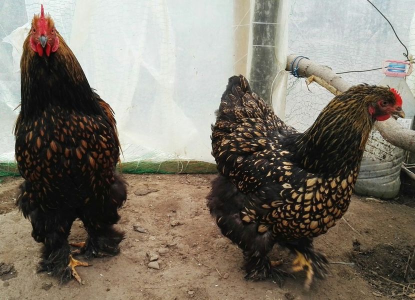  - Cochinchina urias auriu 2017