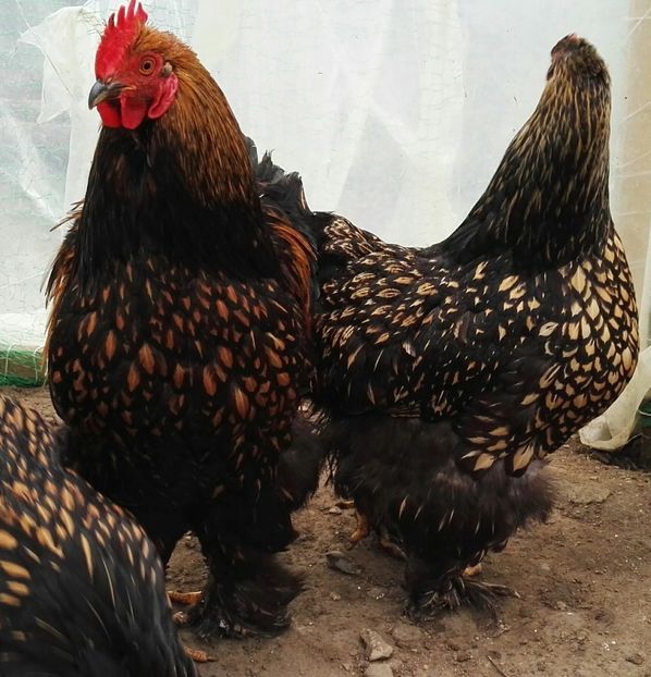  - Cochinchina urias auriu 2017