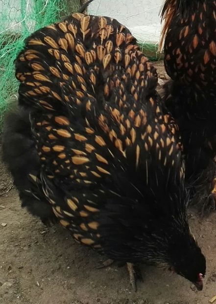  - Cochinchina urias auriu 2017