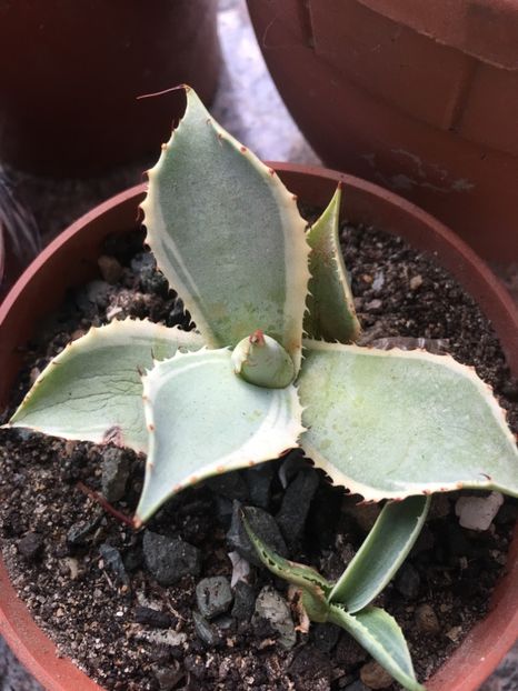 Potatorum bluewind - Colectia mea de agave