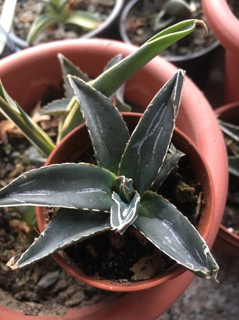 Victoria - Colectia mea de agave