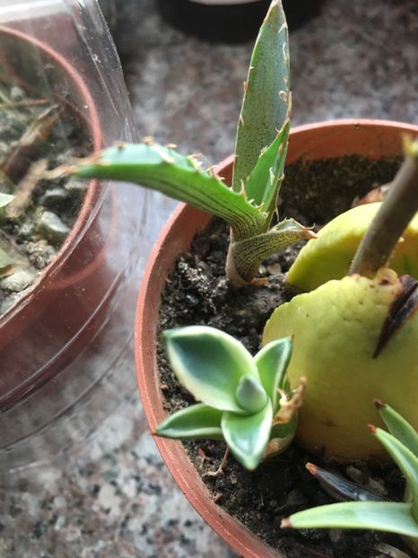 Aplanata si xilocantha - Colectia mea de agave