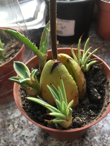 Stricta nana 35 lei - Agave schimb sau de vanzare