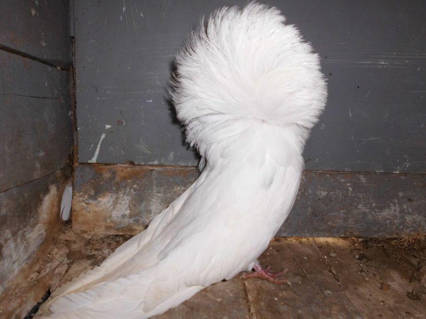 mascul 2016 - Gulerati