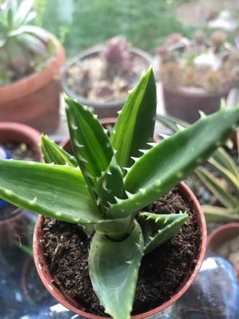Aloe variegat - Aloe