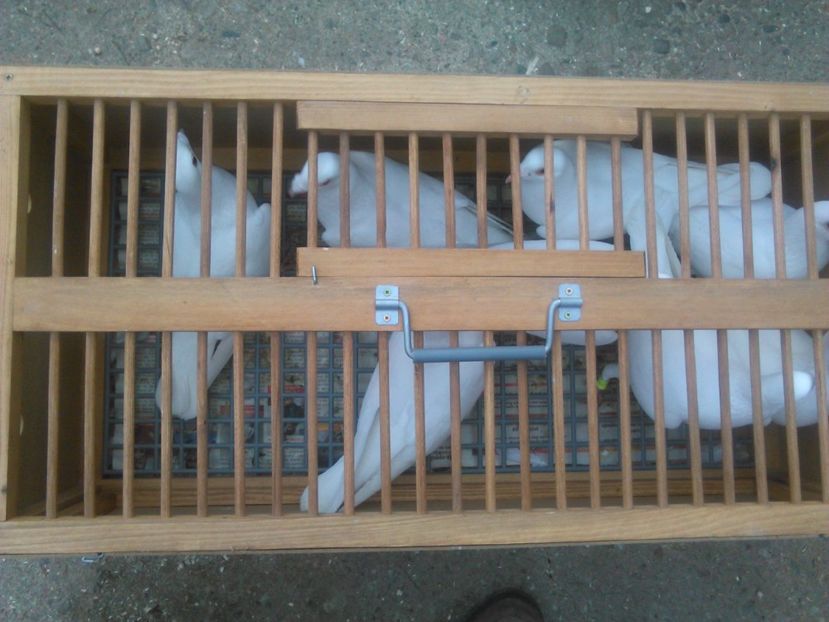  - Porumbei Voiajori-Albi