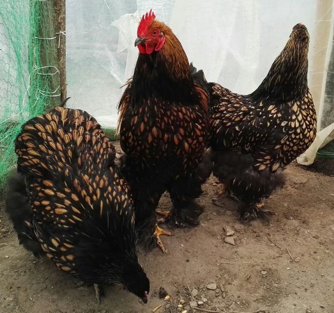  - Oua pentru incubat de vanzare