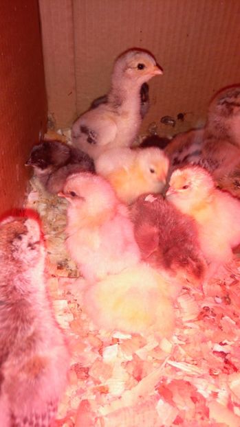  - A DOUA SERIE DE PUI PE 2017