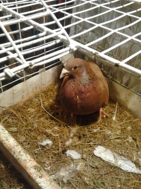 ptr Cosmin - Voiajori Rosii - Rosii de Bucuresti