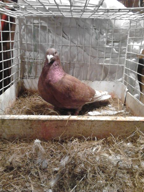 ptr Cosmin - Voiajori Rosii - Rosii de Bucuresti