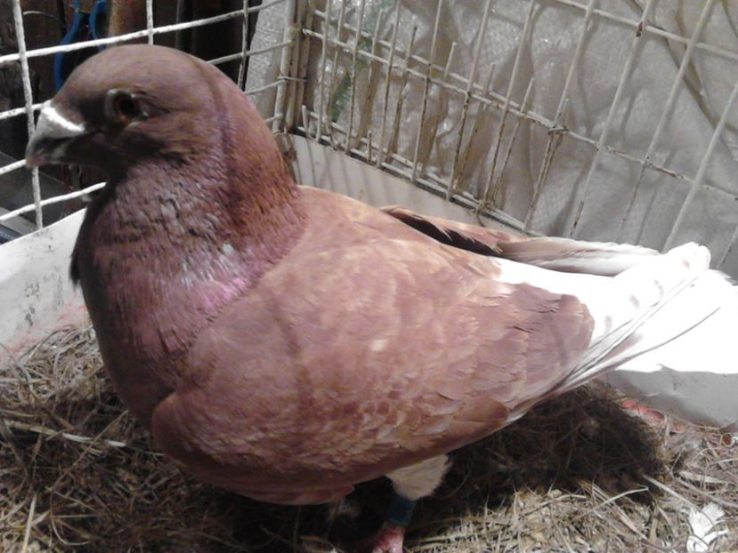  - Voiajori Rosii - Rosii de Bucuresti