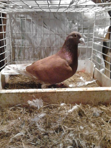 ptr cosmin - Voiajori Rosii - Rosii de Bucuresti